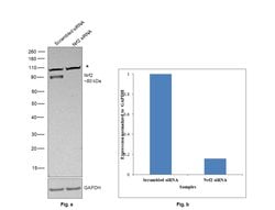 Invitrogen Nrf2 Polyclonal Antibody 100 &mu;L | Buy Online | Invitrogen&trade; | Fisher Scientific