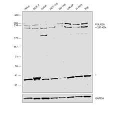 Invitrogen POLR2A Polyclonal Antibody 100 &mu;L; Unconjugated:Antibodies,