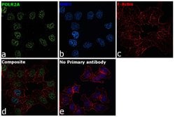 Invitrogen POLR2A Polyclonal Antibody 100 &mu;L; Unconjugated:Antibodies,