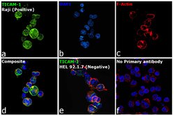 Invitrogen TRIF Polyclonal Antibody 100 &mu;L; Unconjugated:Antibodies,
