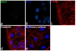 Invitrogen SGLT1 Polyclonal Antibody 100 &mu;L; Unconjugated:Antibodies,