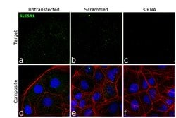 Invitrogen SGLT1 Polyclonal Antibody 100 &mu;L; Unconjugated:Antibodies,