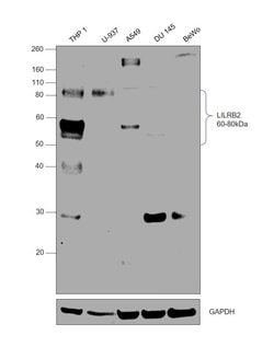 Invitrogen LILRB2 Polyclonal Antibody 100 &mu;L; Unconjugated:Antibodies,