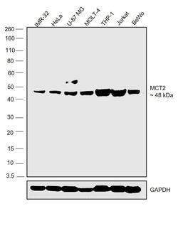 Invitrogen MCT2 Polyclonal Antibody 100 &mu;L; Unconjugated:Antibodies,