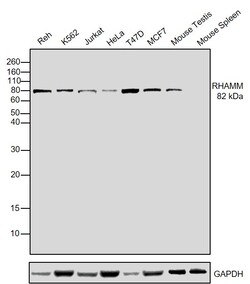 Invitrogen RHAMM Polyclonal Antibody 100 &mu;L; Unconjugated:Antibodies,