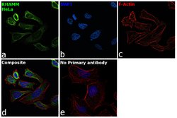 Invitrogen RHAMM Polyclonal Antibody 100 &mu;L; Unconjugated:Antibodies,