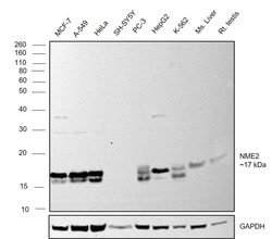 Invitrogen NME1/NME2 Polyclonal Antibody 100 &mu;L; Unconjugated:Antibodies,