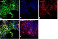 Invitrogen NME1/NME2 Polyclonal Antibody 100 &mu;L; Unconjugated:Antibodies,