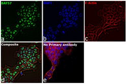 Invitrogen BAF57 Polyclonal Antibody 100 &mu;L; Unconjugated:Antibodies,