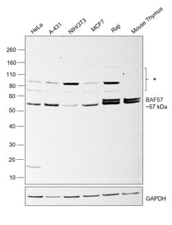 Invitrogen BAF57 Polyclonal Antibody 100 &mu;L; Unconjugated:Antibodies,