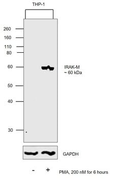 Invitrogen IRAK-M Polyclonal Antibody 100 &mu;L; Unconjugated:Antibodies,
