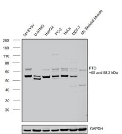 Invitrogen FTO Polyclonal Antibody 100 &mu;L; Unconjugated:Antibodies
