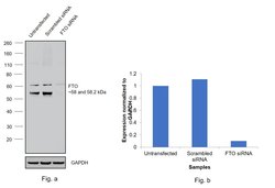 Invitrogen FTO Polyclonal Antibody 100 &mu;L; Unconjugated:Antibodies