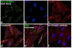 Invitrogen G3BP1 Polyclonal Antibody 100 &mu;L | Buy Online | Invitrogen&trade; | Fisher Scientific