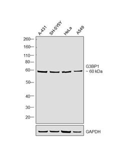 Invitrogen G3BP1 Polyclonal Antibody 100 &mu;L | Buy Online | Invitrogen&trade; | Fisher Scientific