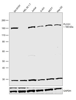 Invitrogen PLCG1 Polyclonal Antibody 100 &mu;L | Buy Online | Invitrogen&trade; | Fisher Scientific