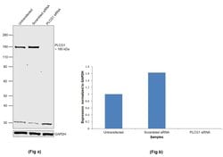 Invitrogen PLCG1 Polyclonal Antibody 100 &mu;L | Buy Online | Invitrogen&trade; | Fisher Scientific