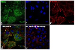 Invitrogen RSK1 Polyclonal Antibody 100 &mu;L; Unconjugated:Antibodies,