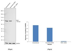 Invitrogen RSK1 Polyclonal Antibody 100 &mu;L; Unconjugated:Antibodies,