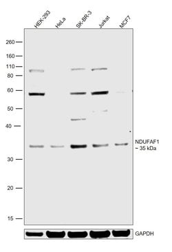 Invitrogen NDUFAF1 Polyclonal Antibody 100 &mu;L; Unconjugated:Antibodies,