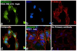 Invitrogen Syntenin 1 Polyclonal Antibody 100 &mu;L; Unconjugated:Antibodies,