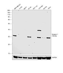 Invitrogen Syntenin 1 Polyclonal Antibody 100 &mu;L; Unconjugated:Antibodies,