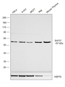 Invitrogen BAF57 Polyclonal Antibody 100 &mu;L; Unconjugated:Antibodies,