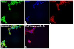 Invitrogen PTPRN Polyclonal Antibody 100 &mu;L; Unconjugated:Antibodies,