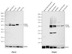 Invitrogen PTPRN Polyclonal Antibody 100 &mu;L; Unconjugated:Antibodies,