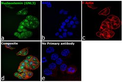 Nucleostemin Polyclonal Antibody:Antibodies, Polyclonal