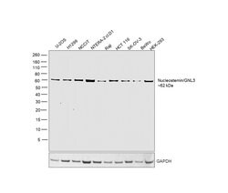 Nucleostemin Polyclonal Antibody:Antibodies, Polyclonal