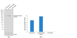 Nucleostemin Polyclonal Antibody:Antibodies, Polyclonal