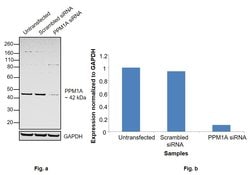 Invitrogen PPM1A Polyclonal Antibody 100 &mu;L; Unconjugated:Antibodies,