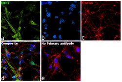 Invitrogen MIF Polyclonal Antibody 100 &mu;g; Unconjugated:Antibodies,