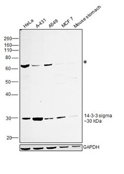 Invitrogen 14-3-3 sigma Polyclonal Antibody 100 &mu;g; Unconjugated:Antibodies,