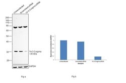 Invitrogen 14-3-3 sigma Polyclonal Antibody 100 &mu;g; Unconjugated:Antibodies,