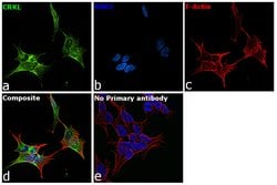 Invitrogen CrkL Polyclonal Antibody 100 &mu;g; Unconjugated:Antibodies,