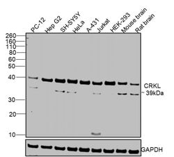 Invitrogen CrkL Polyclonal Antibody 100 &mu;g; Unconjugated:Antibodies,