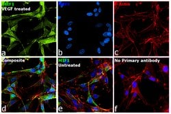 Invitrogen MIF Polyclonal Antibody 100 &mu;g; Unconjugated:Antibodies,