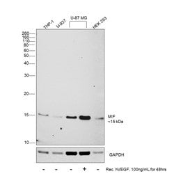 Invitrogen MIF Polyclonal Antibody 100 &mu;g; Unconjugated:Antibodies,