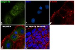 Invitrogen SERPINH1 Polyclonal Antibody 100 &mu;g; Unconjugated:Antibodies,