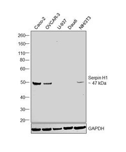 Invitrogen SERPINH1 Polyclonal Antibody 100 &mu;g; Unconjugated:Antibodies,