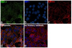 Invitrogen Arg3.1 Polyclonal Antibody 100 &mu;g; Unconjugated:Antibodies,