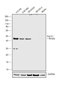 Invitrogen Arg3.1 Polyclonal Antibody 100 &mu;g; Unconjugated:Antibodies,