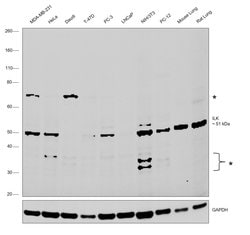 Invitrogen ILK Polyclonal Antibody 100 &mu;g; Unconjugated:Antibodies,