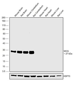 Invitrogen MOG Polyclonal Antibody 100 &mu;g; Unconjugated:Antibodies,