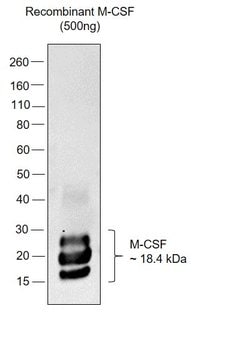 M-CSF Polyclonal Antibody, Invitrogen 100 &mu;L; Unconjugated:Antibodies,