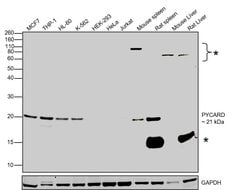Invitrogen PYCARD Polyclonal Antibody 100 &mu;L; Unconjugated:Antibodies,