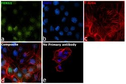 Invitrogen FOXG1 Polyclonal Antibody 100 &mu;L; Unconjugated:Antibodies,