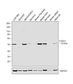 Invitrogen FOXG1 Polyclonal Antibody 100 &mu;L; Unconjugated:Antibodies,